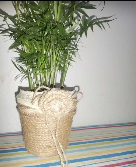 Decoracao de vasos com cactos e soculentas