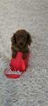 Cavapoo mini suczka dwumiesięczna