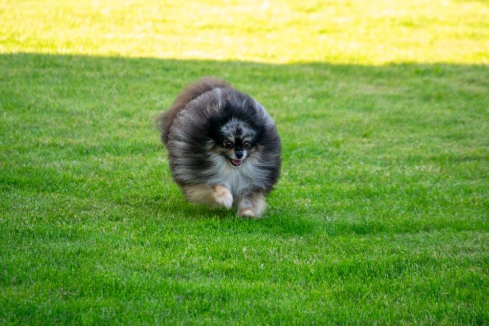 Pomeranian Szpic Miniaturowy Pies Dorosły