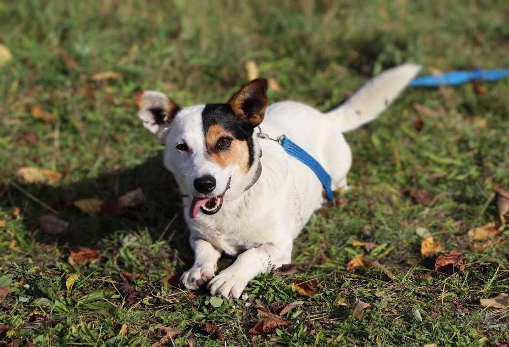 mała, młoda sunia do adopcji