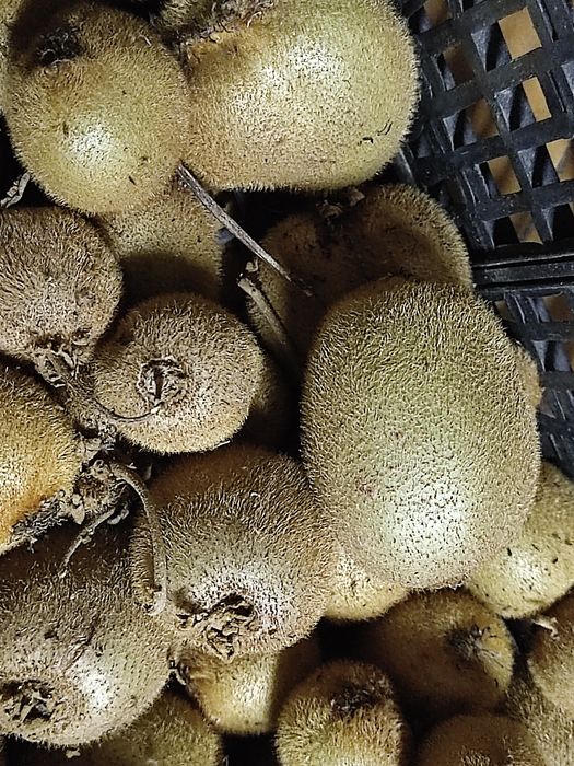 Kiwis biológicos caseiros sem químicos