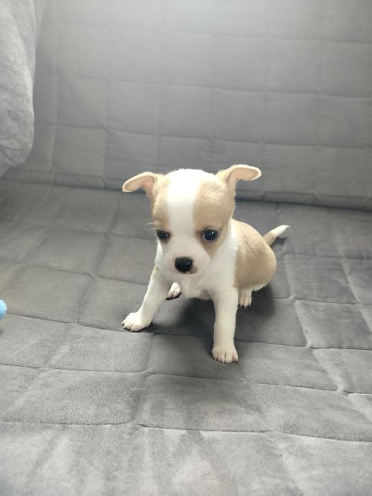 Sprzedam pieska Chihuahua krótkowłosy
