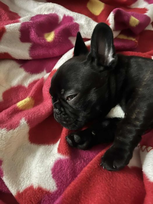 Buldog Francuski  Piękna Suczka