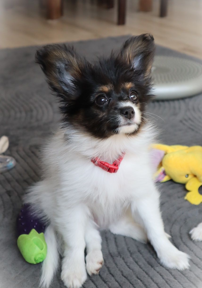 Papillon ZKWP/FCI- Suka- urodzona 13.03.2025r.