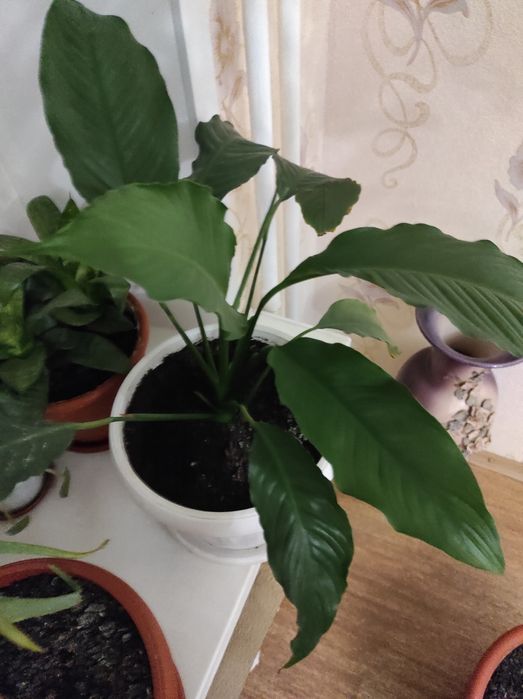 Домашні    квіти