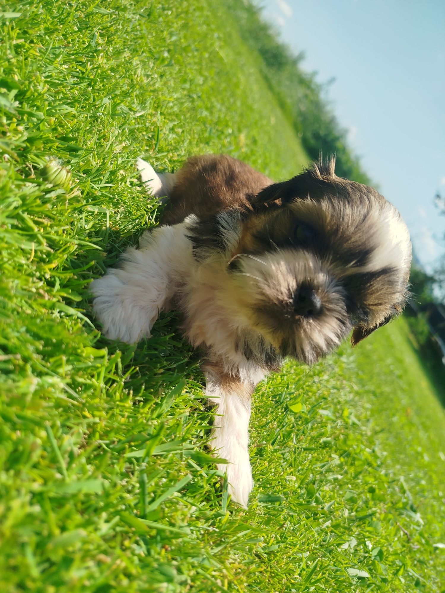 Shih tzu gotowe do odbioru
