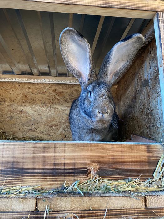 Бельгійський Велетень