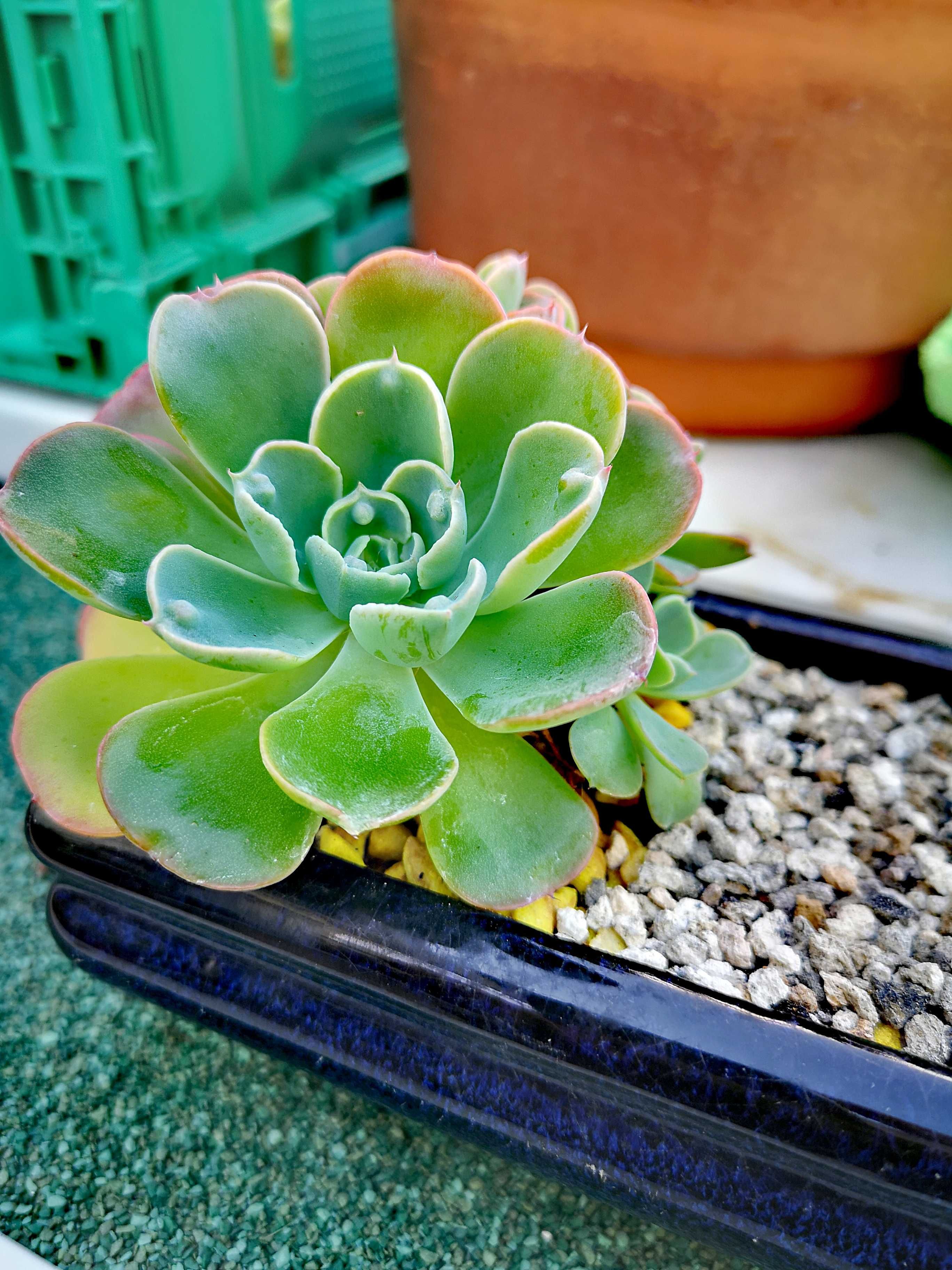 Echeveria única RAINDROPS