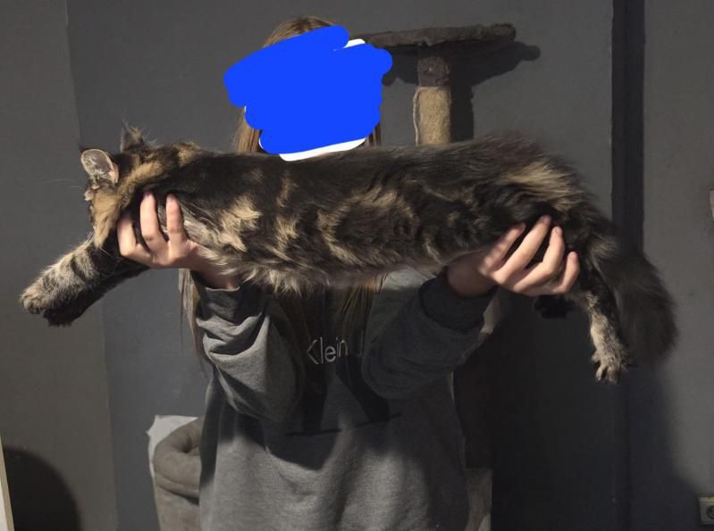 Maine coon kot i kotka 5 mies