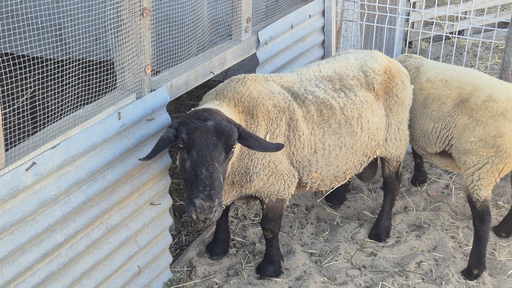 Carneiro Suffolk puro