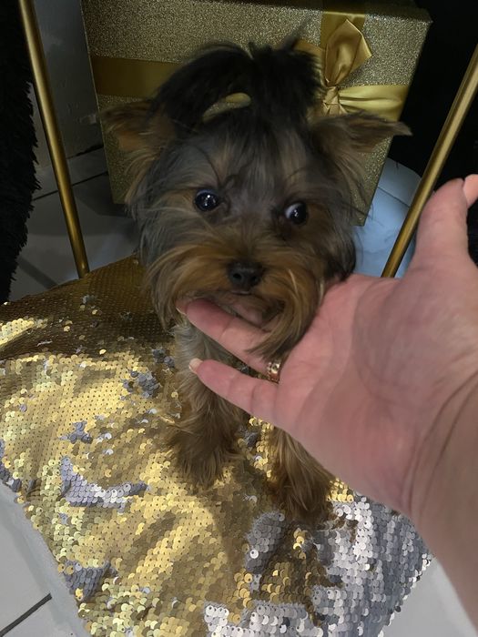 Розкішна мікро дівчинка yorkie baby fase