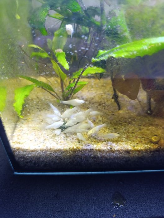 Molinezja biała żaglopłetwa