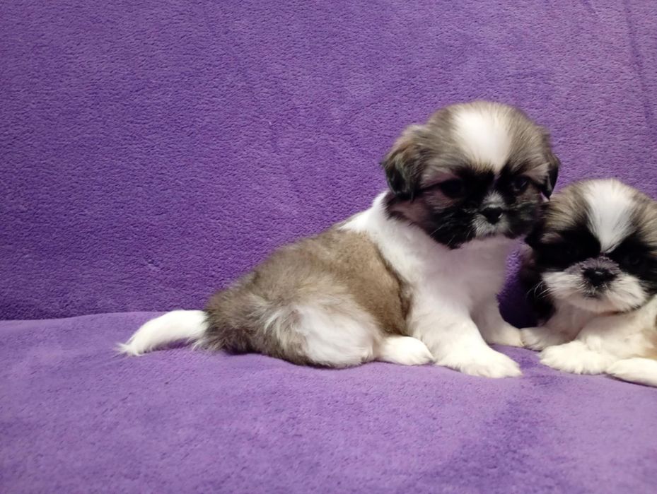 Shih tzu suczka tricolor z rodowodem