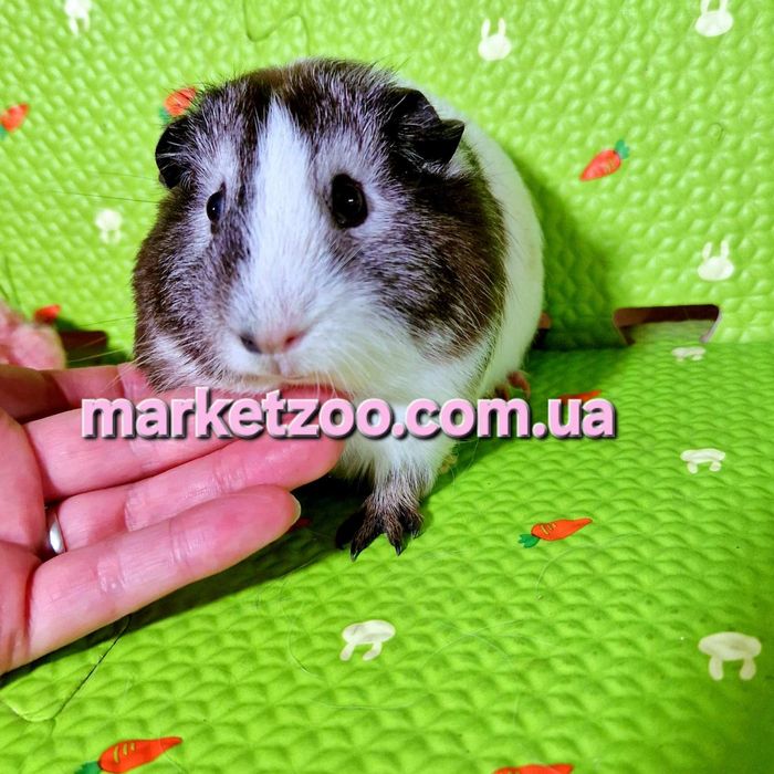 Висловушка морська свинка, дівчинка 3 місяці, окрас чорний фокс біколо