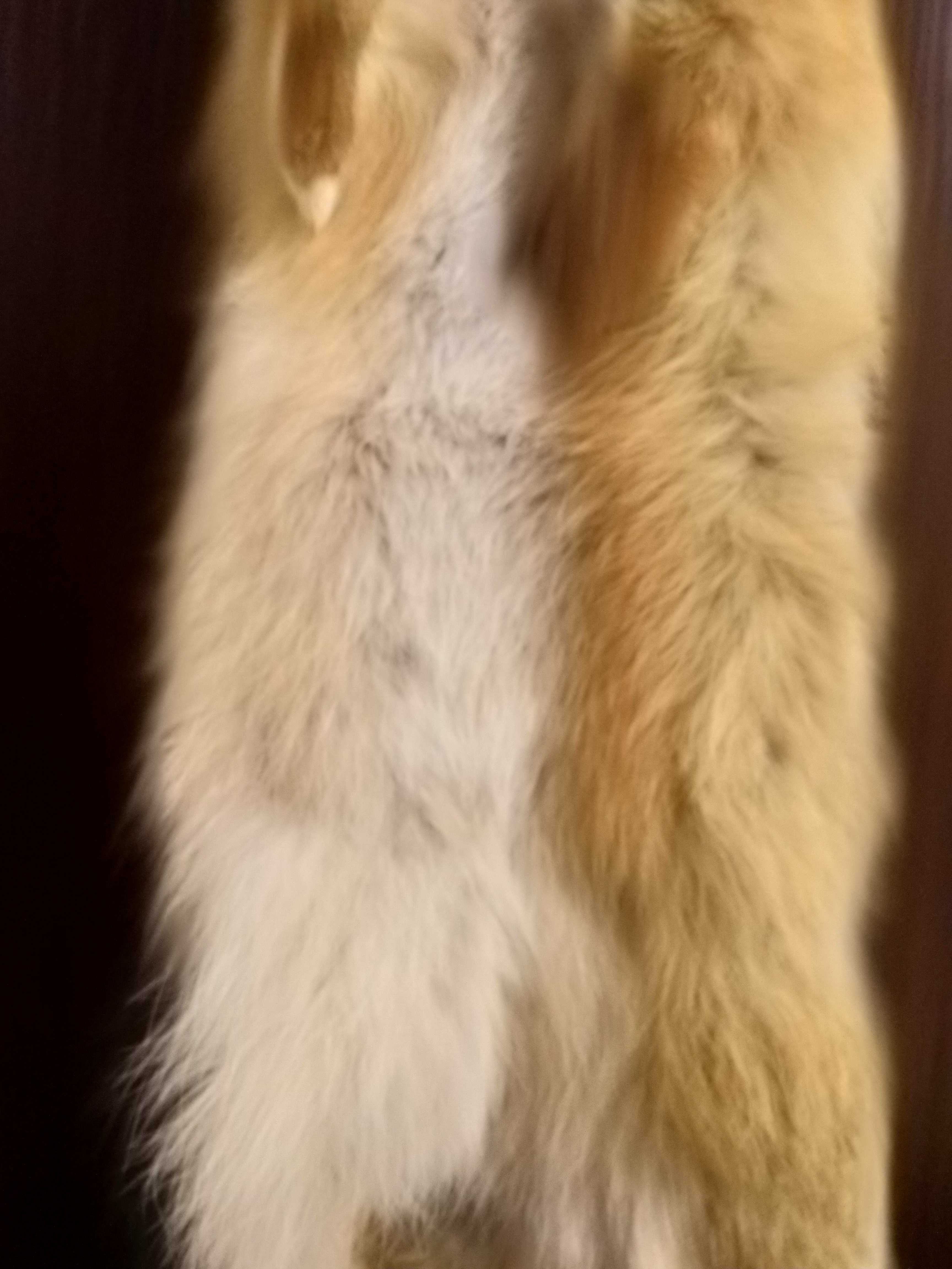 Натуральный мех лисы