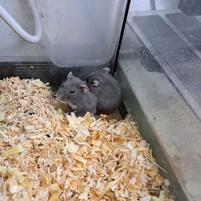 Chomik dżungarski w ciemnym umaszczeniu sklep zoologiczny GRUBY KOCUR