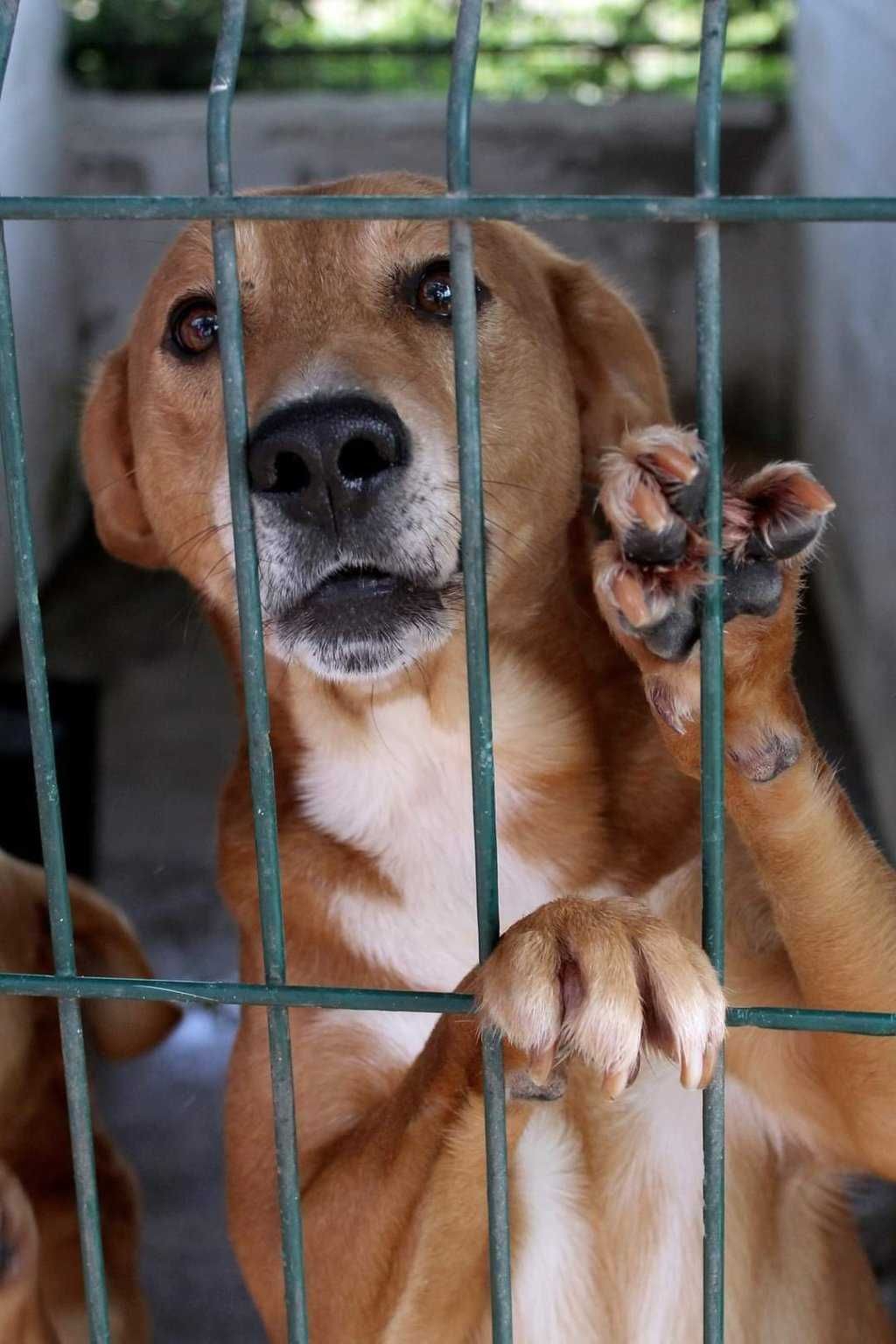 TECO (Macho, 5 Anos) Para Adopção