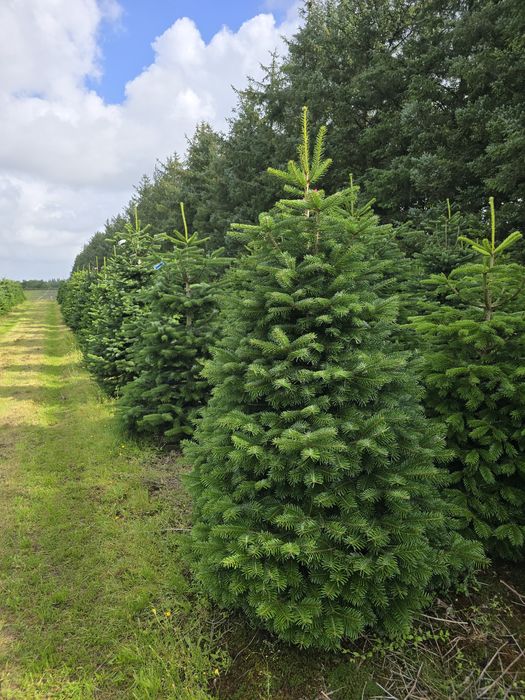 Jodła kaukaska pierwsza klasa