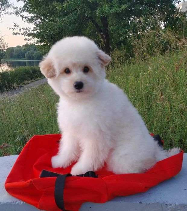 Сладкий и милый щенок шпиц*пу после вакцинации