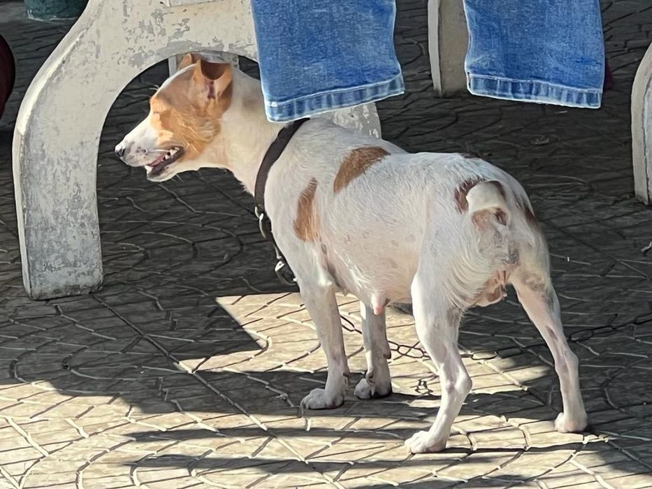 Procura-se familia para adoptar