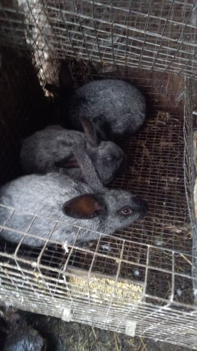 Продам молоді кролички