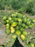 Продам кавун оптом