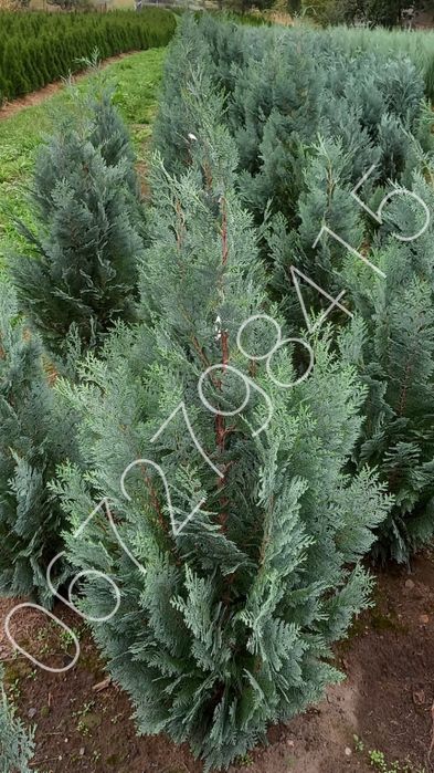 Ялівець Мунглоу, Блю Ароу, кипарисовики.