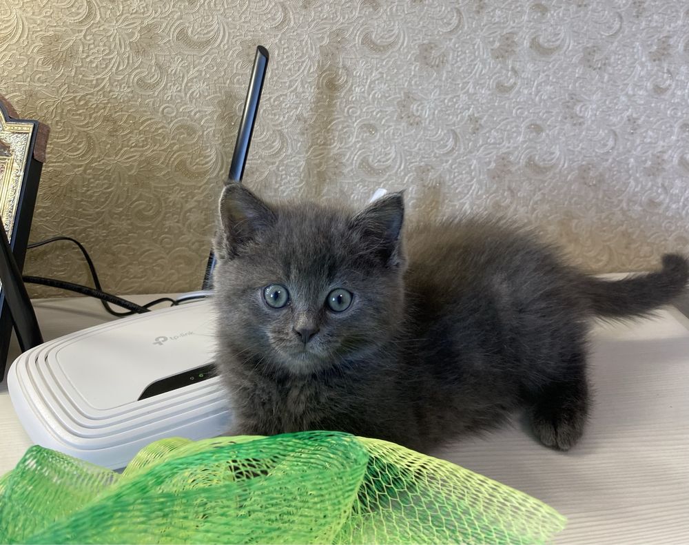 Британський котик