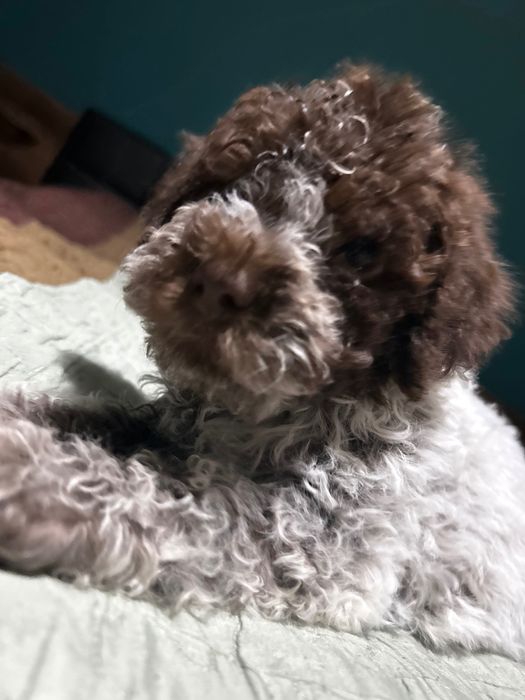 Lagotto Romagnolo chłopiec
