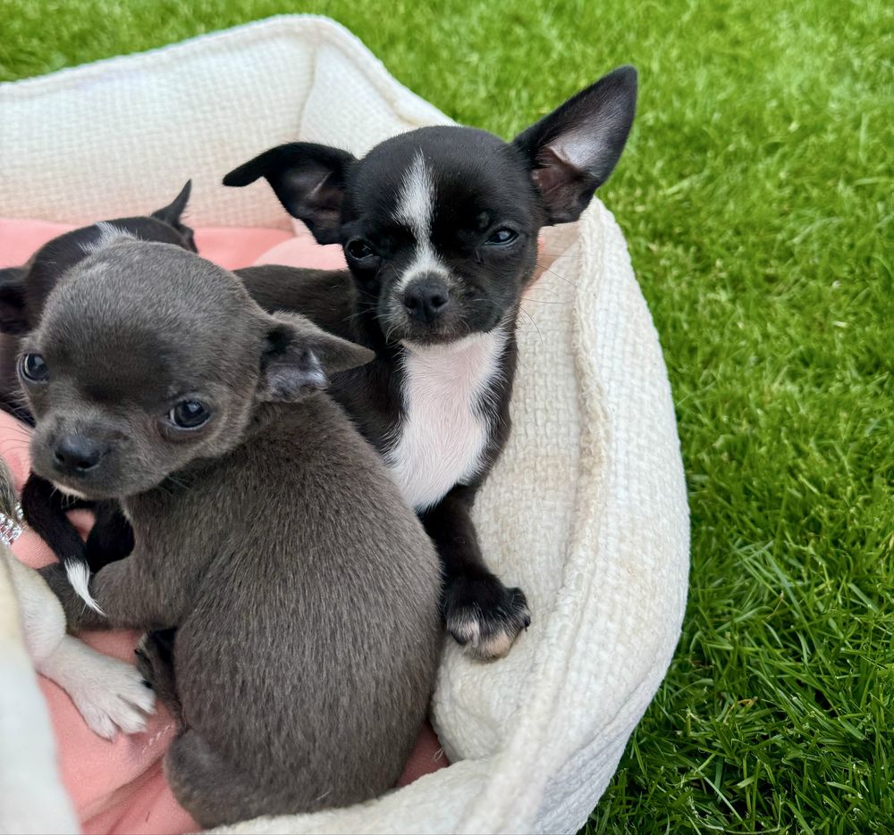 Chihuahua z prawidziwym rodowodem ZkwP FCI