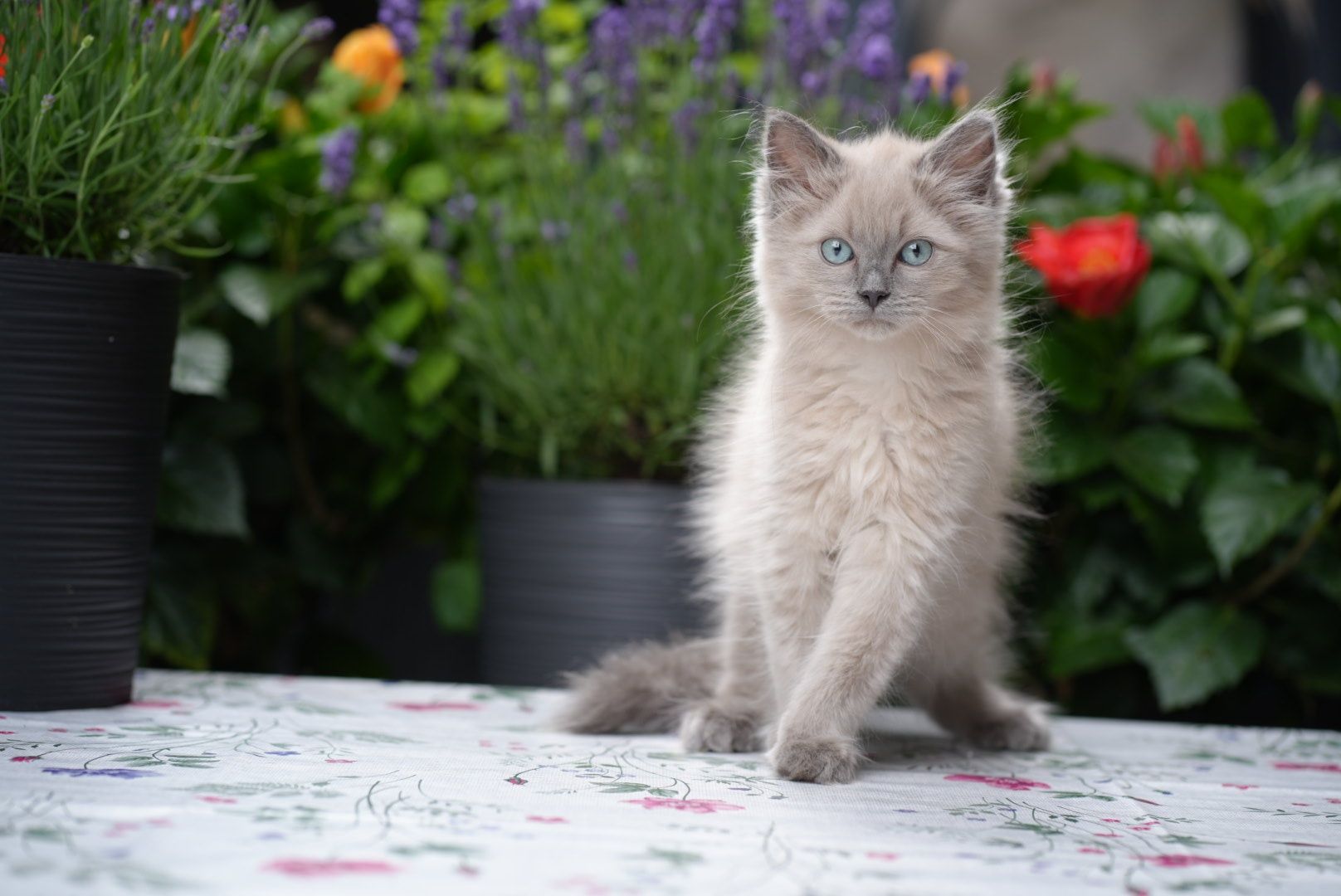 Kocurek blue mink Cattris ragdoll/cherubim