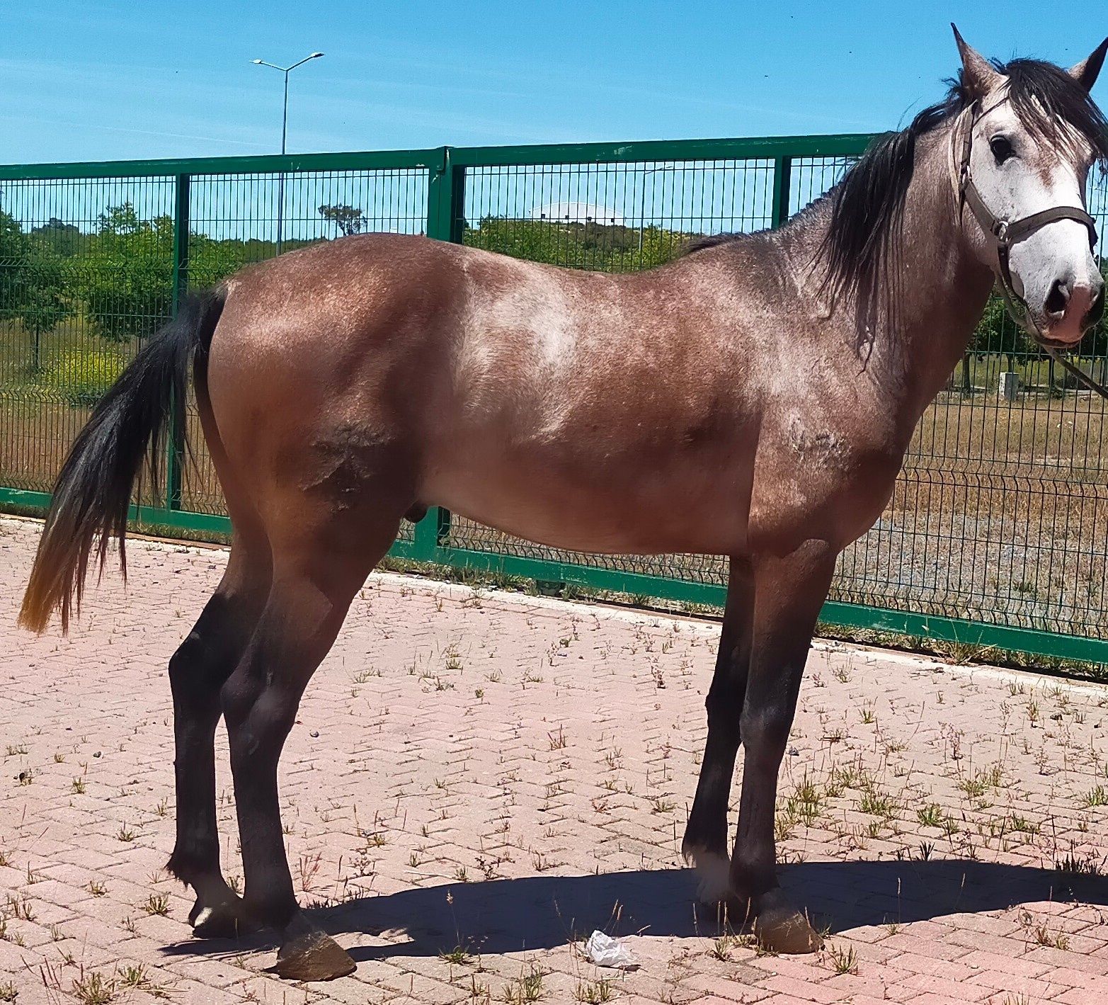 Vendo poldro lusitano puro PSL pontuado tem papéis