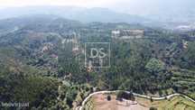 Oportunidade de Investimento em Potencial Florestal