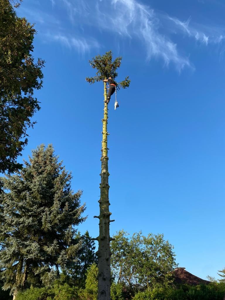 Wycinka drzew trudnych, alpinistyczne