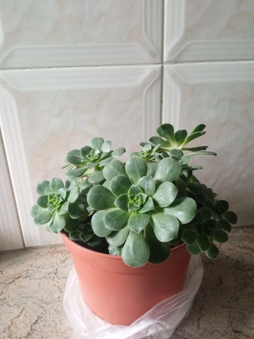 Planta  suculenta e lirios da paz