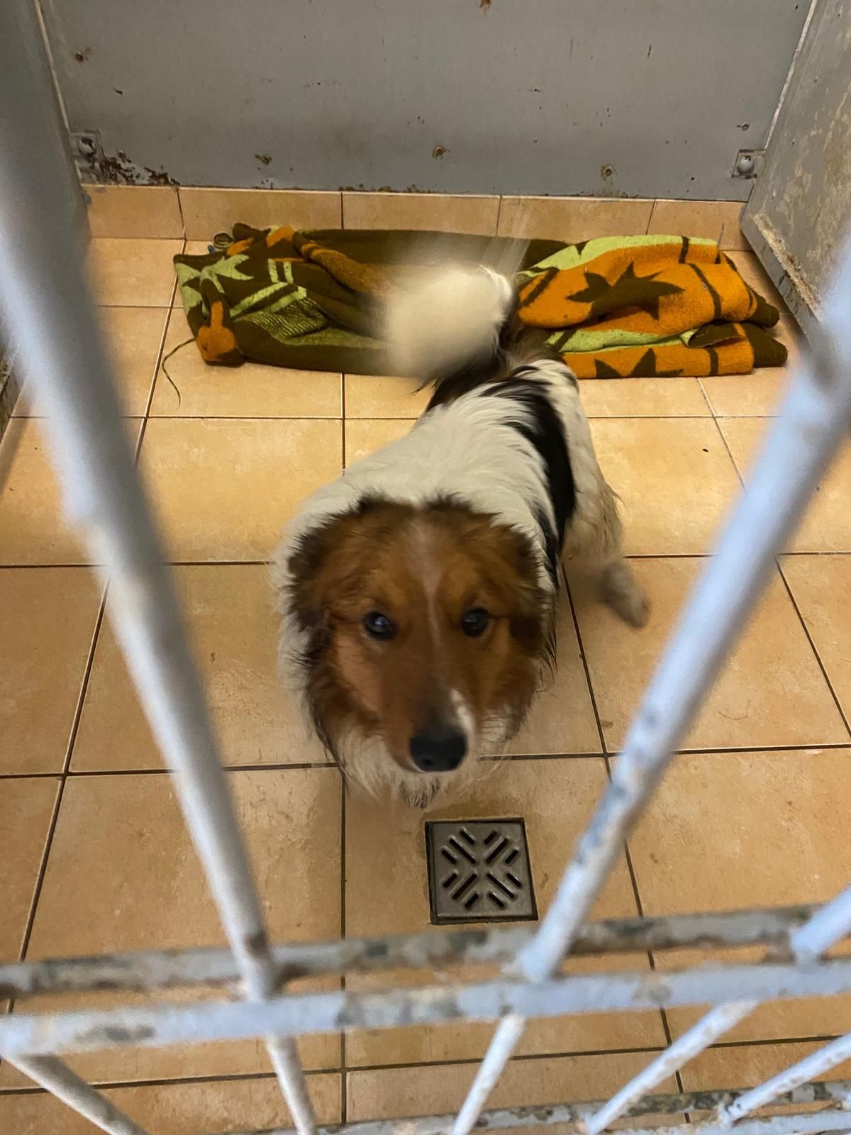 Tuktuk w typie owczarka collie / sheltie szuka domu/tymczasu