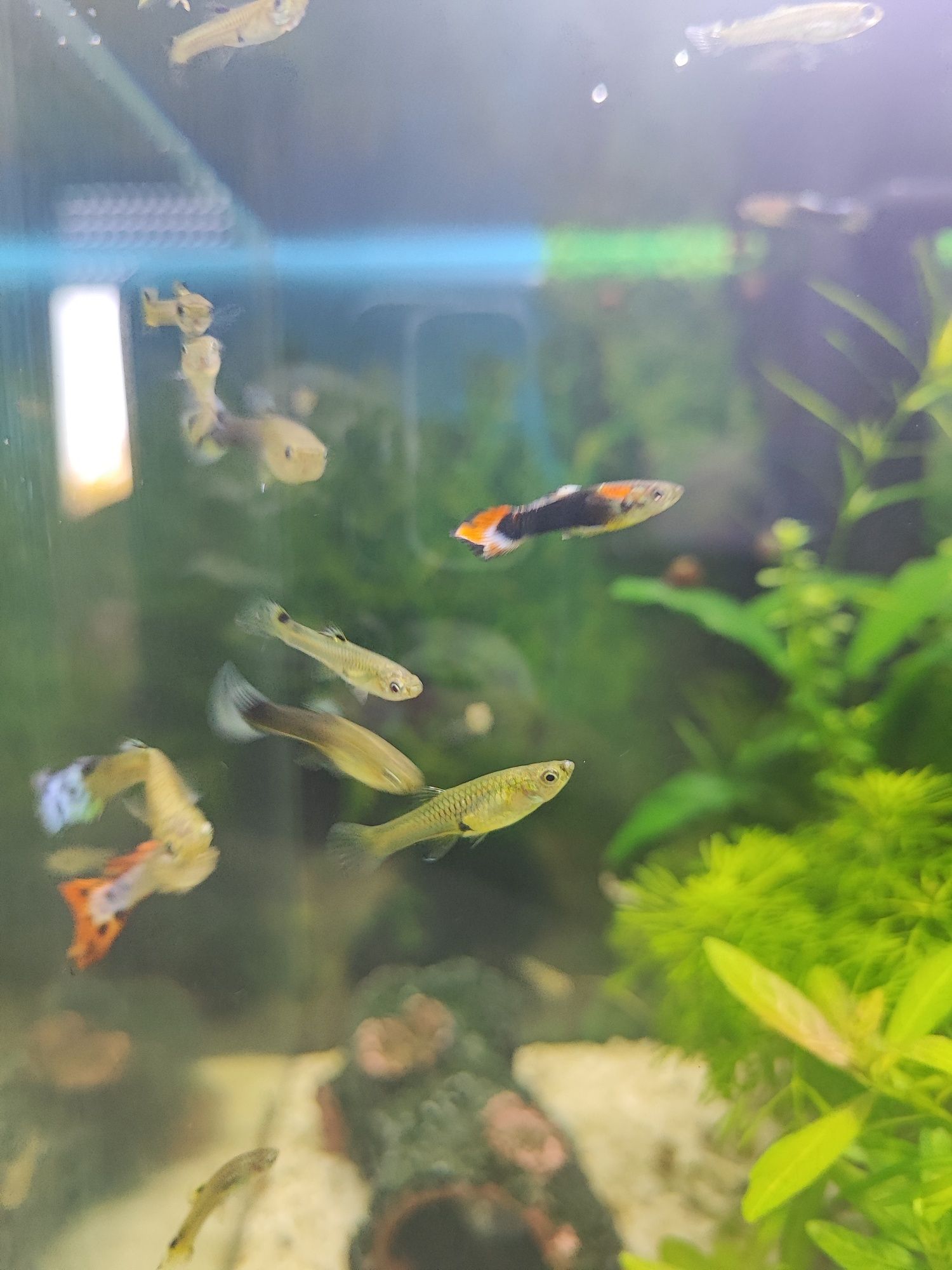Guppy's  Sortidos