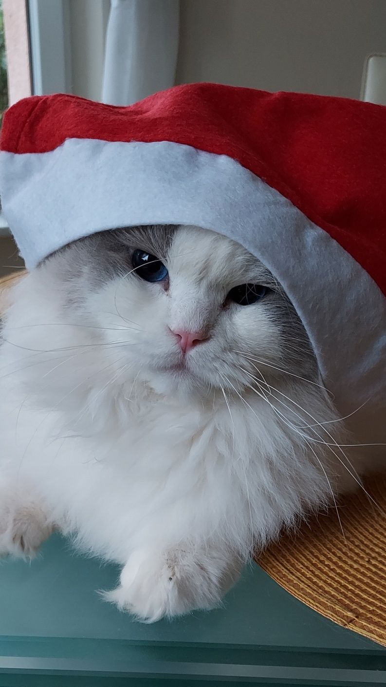 Przepiękny kocur Hachi