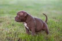 American Bully Pocked suczkaABKC