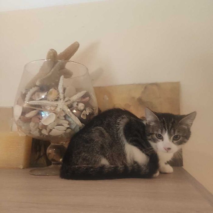 Merlin, Munio i Muffinek - trzy kocurki