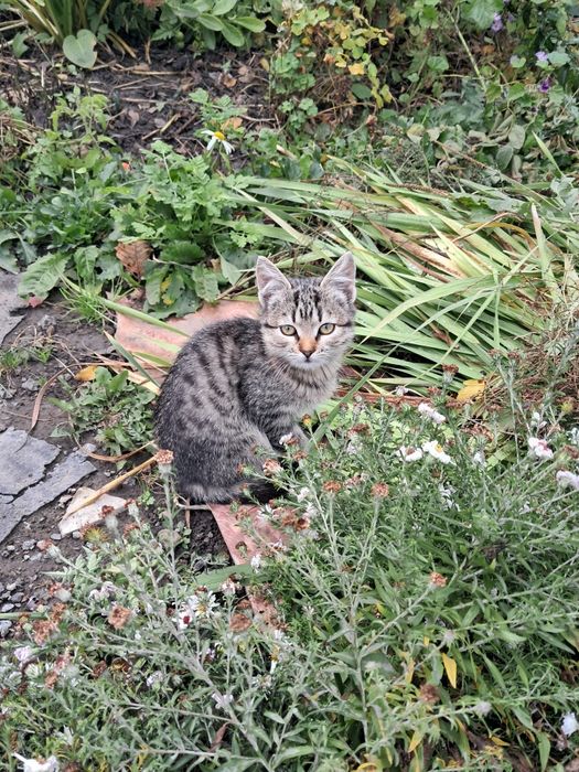 Кошенята в добрі