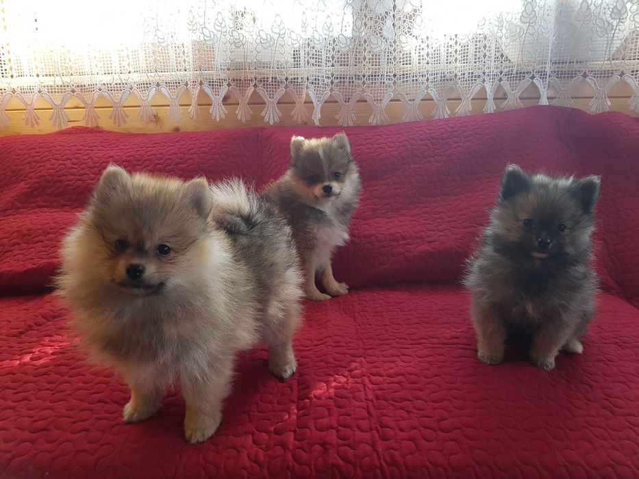 Jack Russell Terrier