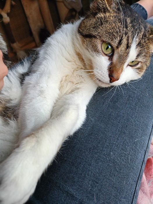 Pan Kot ideal do pokochania