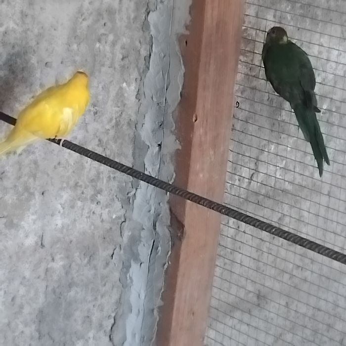 Vendo estas aves todas anilhadas