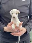 Whippet ZKwP chłopiec super kolor Revirado FCI