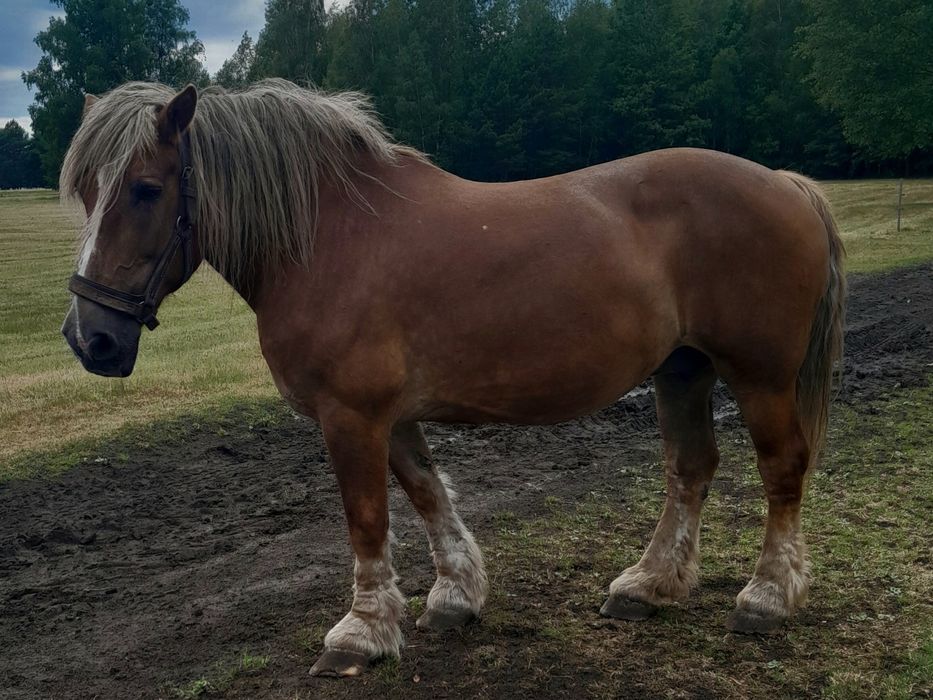 Kobył zaprzengana do bryczki spokojna