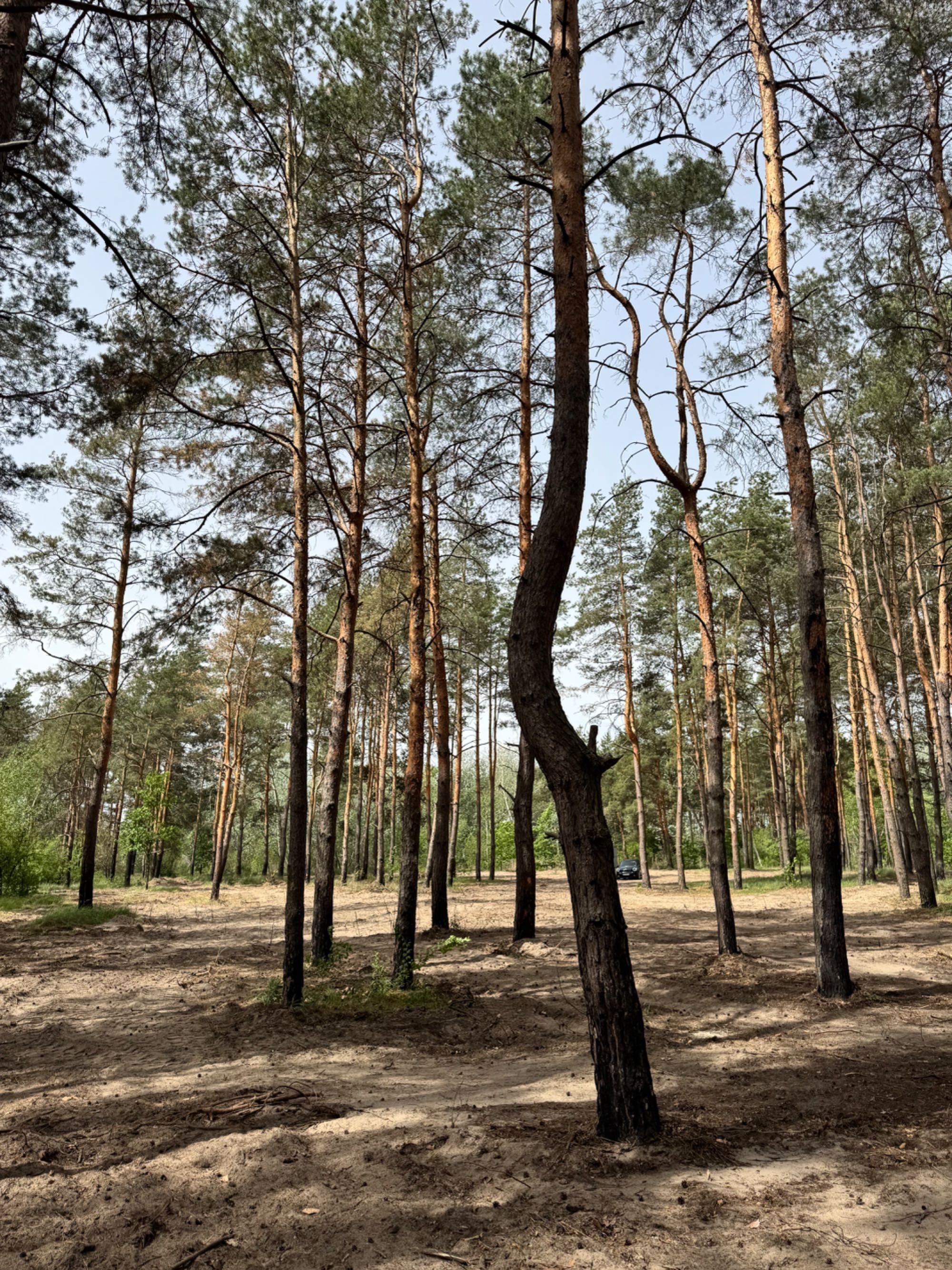 A-Frame в сосновом лесу, Курорт Песчанка.