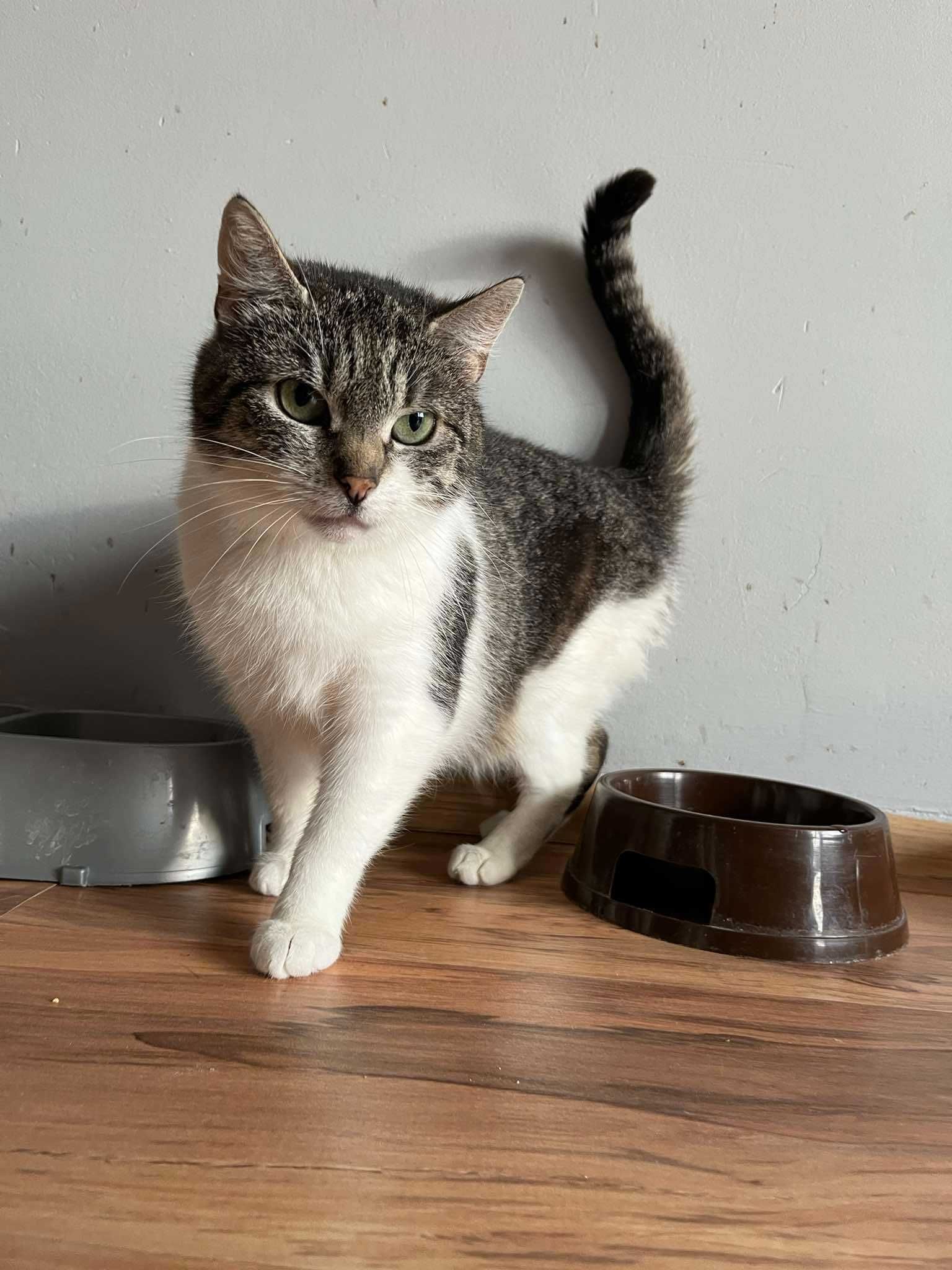 Biało-bura ładna kotka poleca się do adopcji