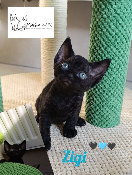 Kocur Devon rex rodowód FPL