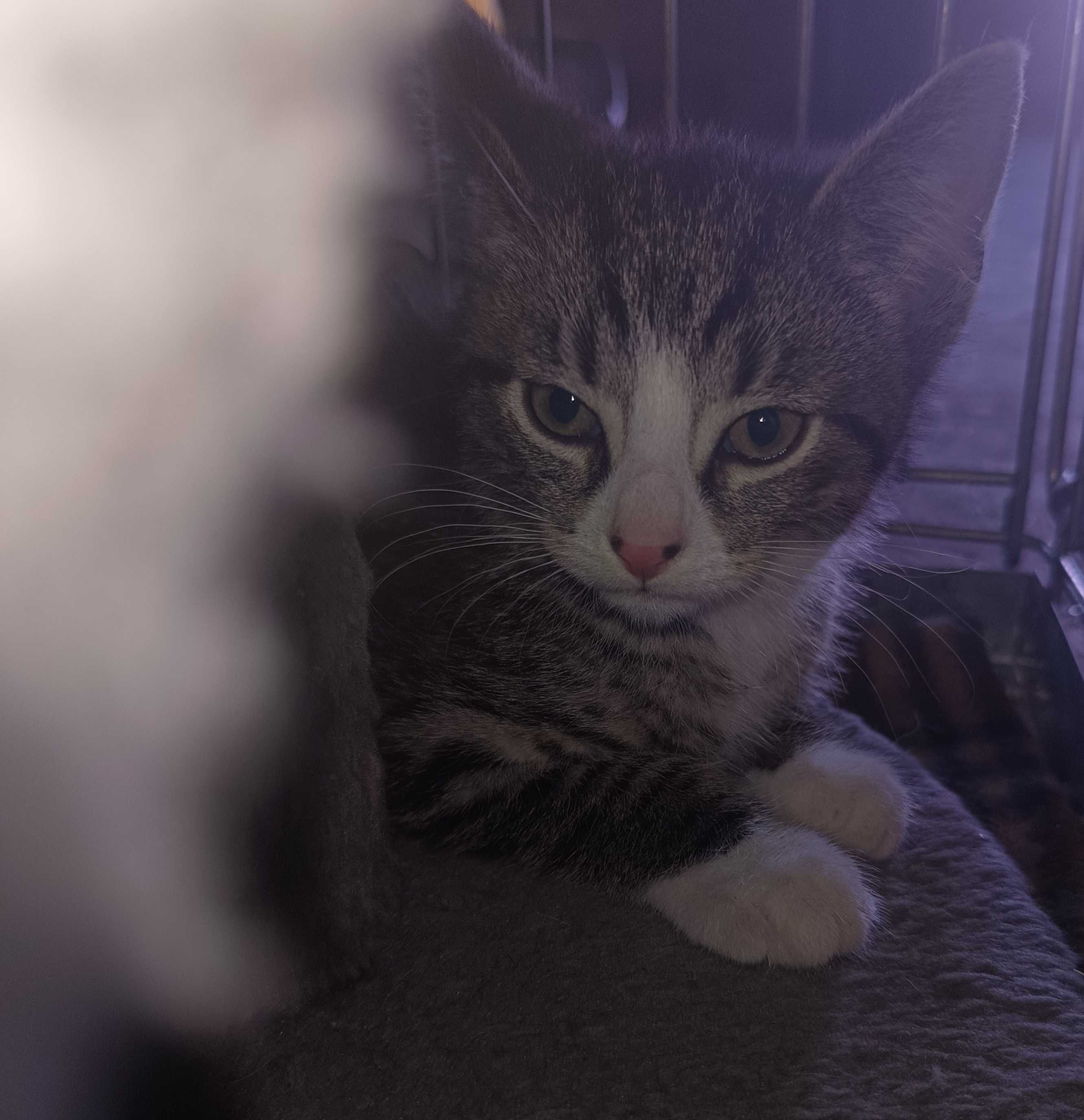 Kotki do adopcji